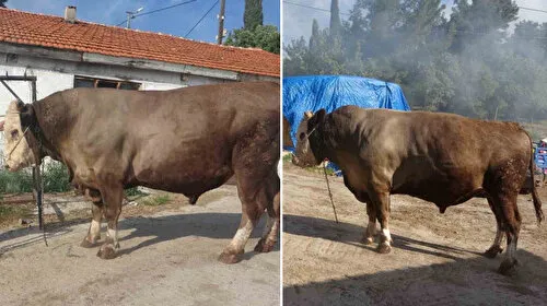 1.5 Tonluk Fatih Boğa Alıcısını Bekliyor! Fiyatı Dudak Uçuklatıyor