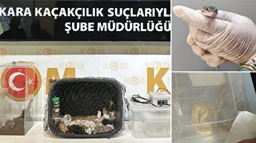 Beş ilde satışı yasaklı egzotik hayvan operasyonu: 96 hayvan ele geçirildi 