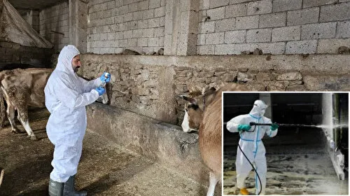 Bir ilde daha şap krizi: 9 köy ve 1 beldede şap karantinası başlatıldı