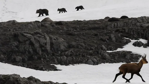 Boz ayıdan kaçan çengel boynuzlu dağ keçileri kamerada