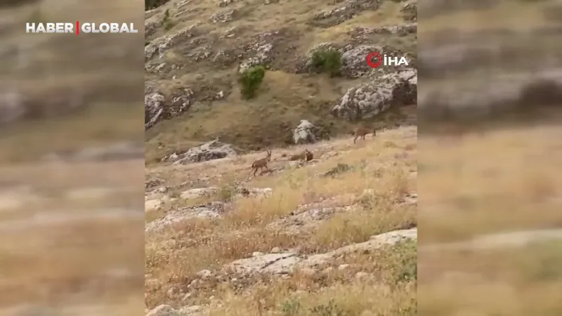 Elazığ'da Sürpriz! Dağ Keçileri Şehir Merkezine İndi!