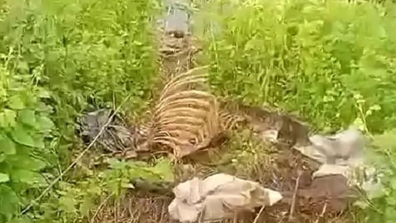 Sakarya'da Şok Eden Keşif! Dere Kenarında At Kemiği Mi Bulundu?