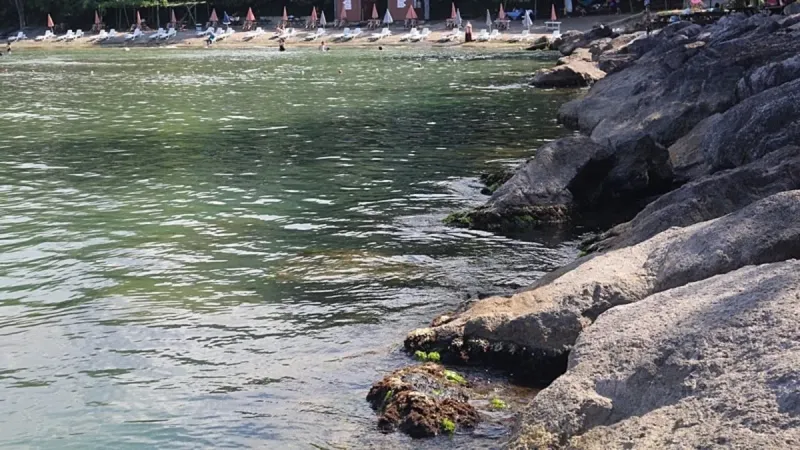 Giresun'da Şifa Kaynağı Yosun! Japonlar Neden Peşinde?