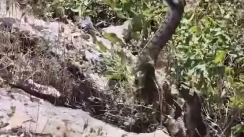 Kamerayla görüntülüyordu: Yılanın saldırısına uğradı!