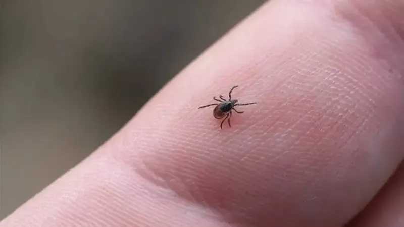 Kene Dehşeti! Karadeniz'de Ölüm Saçıyor! Son Dakika