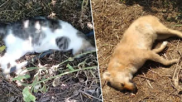 Manisa'da vahşet! 6 sokak köpeği ve 2 kedi ölü bulundu