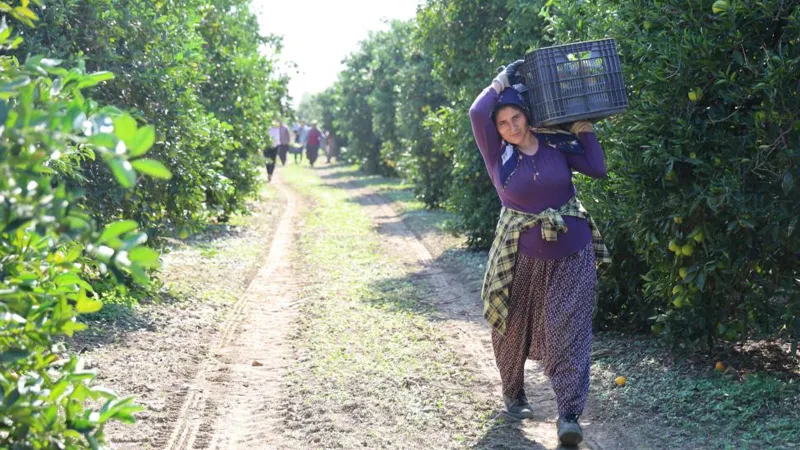 Mevsimin en ucuz meyvesi; fiyatı 8 TL'ye düştü
