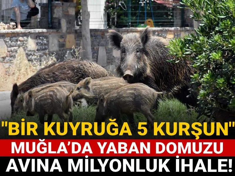 Muğla'da Domuz Avına Milyonluk İhale! Kuyruk Getirene Kurşun!