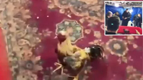Beykoz'da Horoz Dövüşü Baskını! Kumar Şebekesi Çökertildi!