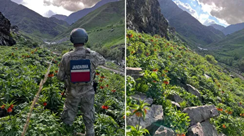 Ağlayan Gelin Hakkari'de! Jandarma Ters Laleler İçin Nöbette