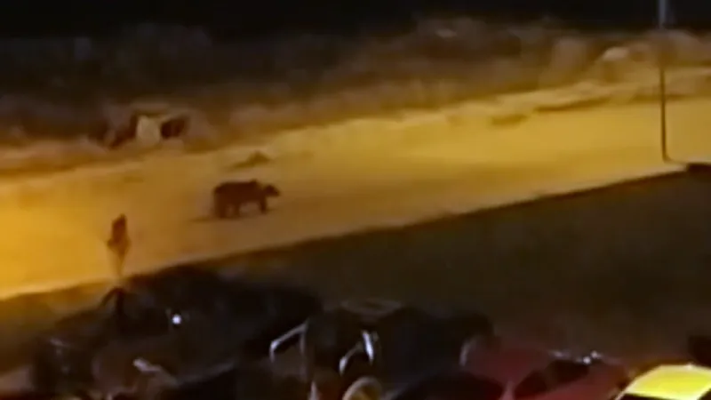 Kars'ta Bozayılar Şehre İndi! İşte O Anlar