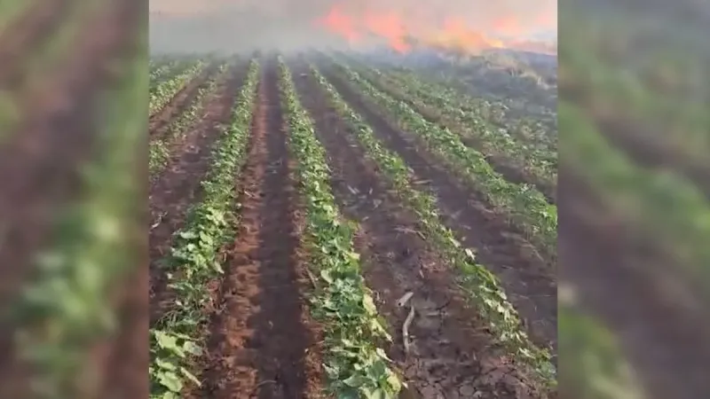 Şanlıurfa'da Buğday Tarlası Kül Oldu! Felaketin Boyutu Ne?